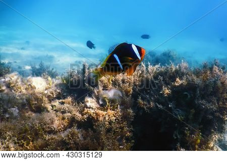 Red Sea Clownfish (amphiprion Bicinctus) Red Sea