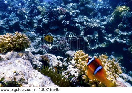 Red Sea Clownfish (amphiprion Bicinctus) Red Sea