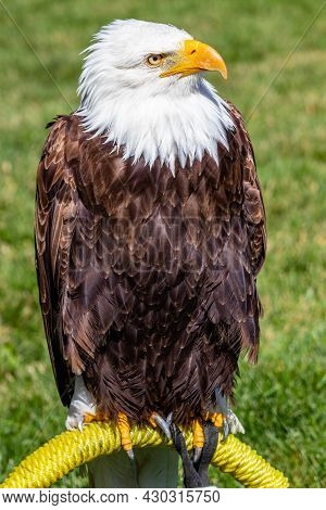 Bald Eagle Sitting On His Perch. Birds Of Prey Centre, Coledale, Alberta, Canada