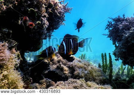 Red Sea Clownfish (amphiprion Bicinctus) Red Sea