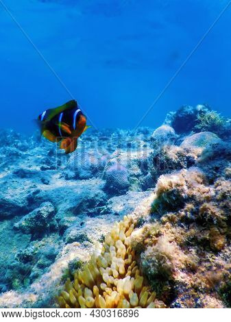 Red Sea Clownfish (amphiprion Bicinctus) Red Sea