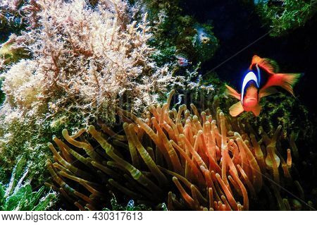 Red Sea Clownfish (amphiprion Bicinctus) Red Sea, Marine Life