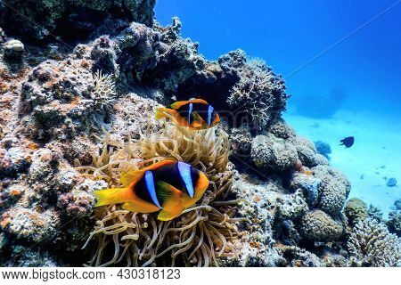 Red Sea Clownfish (amphiprion Bicinctus) Red Sea