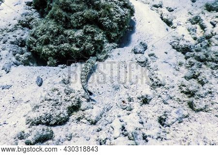 Speckled Sandperch (parapercis Hexophtalma) Tropical Waters