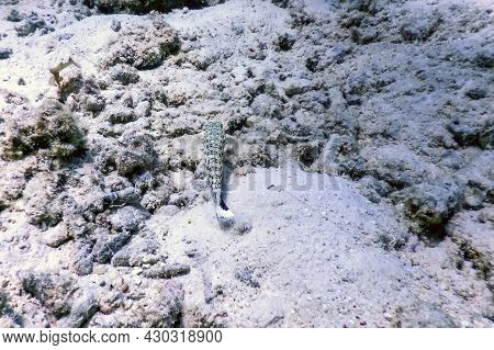 Speckled Sandperch (parapercis Hexophtalma) Tropical Waters, Marine Life