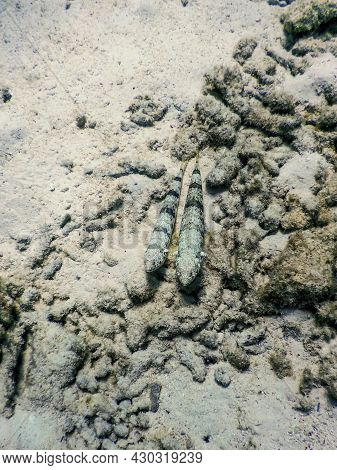 Variegated Lizardfish (synodus Variegatus) Underwater, Marine Life