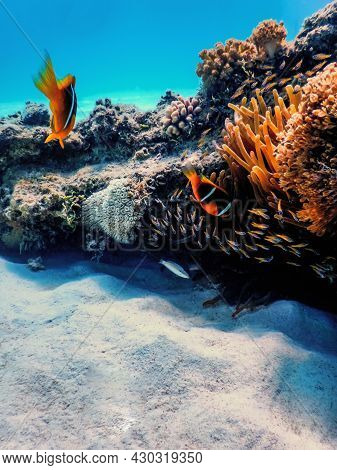 Red Sea Clownfish (amphiprion Bicinctus) Red Sea, Marine Life