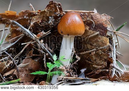 Close Up Of A Tawny Grisette Mushroom Between Pine Needles And Moss