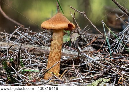 Close Up Of A Deadly Webcap Mushroom Between Pine Needles And Grass