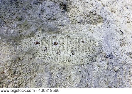 Finless Sole, Flatfish Camouflaged On Sandy Seabed (pardachirus Marmoratus) Tropical Waters, Marine 
