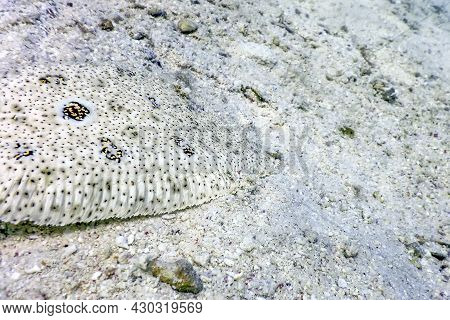 Finless Sole, Flatfish Camouflaged On Sandy Seabed (pardachirus Marmoratus) Tropical Waters, Marine 