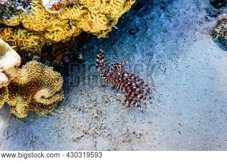 Tubeworm Underwater (sabella Spallanzanii) underwater Sea Life Background