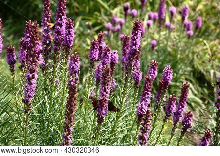 Sunny Summer Day In A Botanical Garden. The Liatris Plentifully Blossoms In A Flower Bed. On An Infl