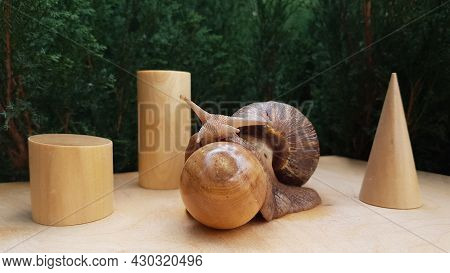 The Snail Akhatin Crawls Next To Geometric Shapes. Cone, Cylinder, Sphere On The Background. Summer