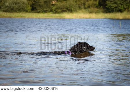 Mudi Is Swimming In The Water. It Was Autumn Photo Workshop.