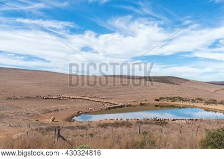 Farm Landscape, With Merino Sheep At A Dam, Between Caledon And Stanford In The Cape Province
