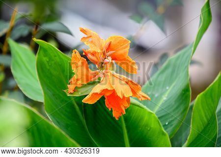 Vivid Orange Flowers Of Canna Indica, Commonly Known As Indian Shot, African Arrowroot, Edible Canna