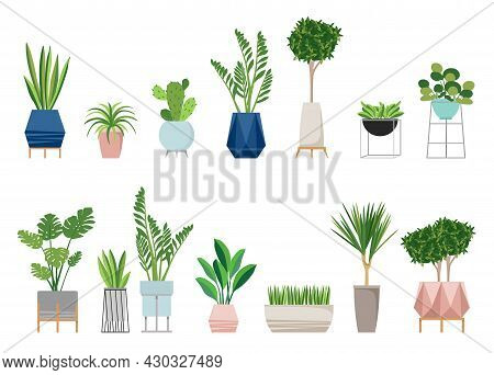 A Set Of Stylish Fashionable Indoor Plants For The House. Isolated On A White Background. Dracaena, 