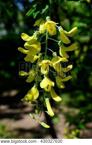Tree With Yellow Flowers And Buds Of Laburnum Anagyroides, The Common Laburnum, Golden Chain Or Gold