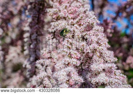 Many Vivid Pink Flowers And Small Buds Of Tamarix, Tamarisk Or Salt Cedar Tree In A Sunny Spring Gar