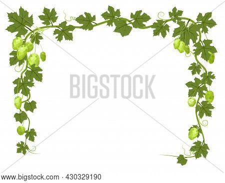 Rectangular Frame With Hops. A Branch With Dense Leaves And Cones. Sagging Shoots With Leaves. Wild 