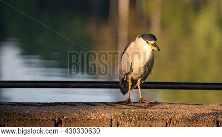 Savacu, A Brazilian Bird With A Habitat In Lakes And Rivers, Photographed At Dawn, Natural Light, Se