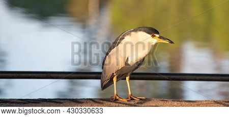 Savacu, A Brazilian Bird With A Habitat In Lakes And Rivers, Photographed At Dawn, Natural Light, Se