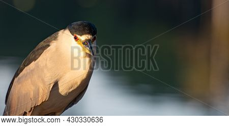 Savacu, A Brazilian Bird With A Habitat In Lakes And Rivers, Photographed At Dawn, Natural Light, Se