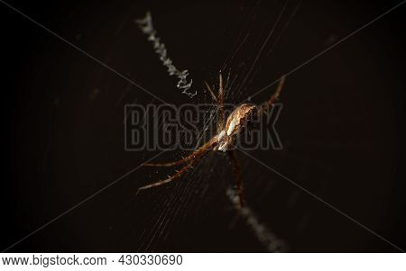 Silver Spider In Its Web Seen Through A Macro Lens, Selective Focus.