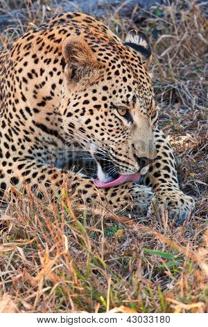 Leopardo posa In ombra