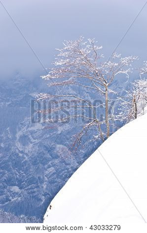 Árbol solitario en un acantilado cubierto de nieve