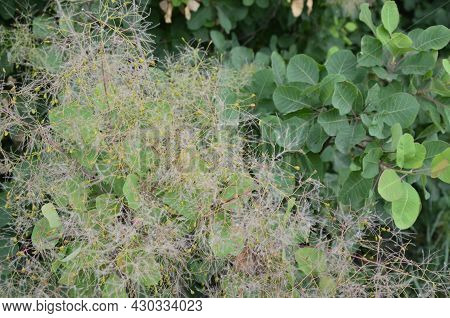Cotinus Coggygria, Also Known As Rhus Cotinus, The European Smoketree, Eurasian Smoketree, Smoke Tre