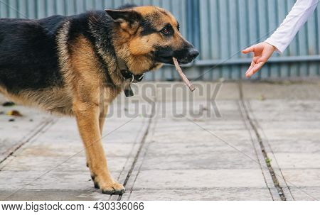The Child Gives The Dog A Hand. Selective Focus.animal