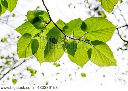 Small Linden Leaves On Tree Branchesof A Linden Or Tilia Tree Towards Clear White Cloudy  Sky, In A 