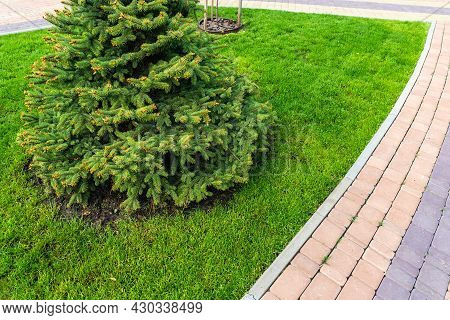 One Fresh Bright Spruce Tree Growing On Mowed Green Grass Lawn Field At Yard, City Park With Tiled P