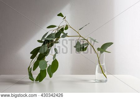 Eucalyptus Sprig In A Glass Vase On Table On White Background With Shadows. Minimalist Home Interior