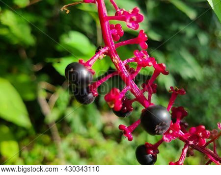 Beautiful Purple-black Pokeberries Are A Plant In The Virginia Wetlands.