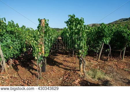 Bunches Of White Wine Grapes Ripening On Vineyards Near Terracina, Lazio, Italy