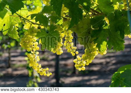 Bunches Of White Wine Muscat Grapes Ripening On Vineyards Near Terracina, Lazio, Italy