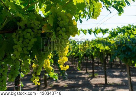 Bunches Of White Wine Muscat Grapes Ripening On Vineyards Near Terracina, Lazio, Italy