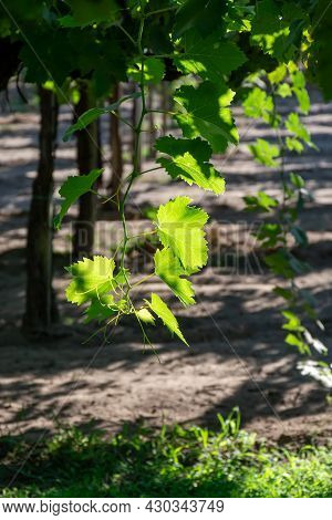 Bunches Of White Wine Muscat Grapes Ripening On Vineyards Near Terracina, Lazio, Italy