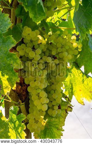 Bunches Of White Wine Muscat Grapes Ripening On Vineyards Near Terracina, Lazio, Italy