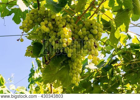 Bunches Of White Wine Muscat Grapes Ripening On Vineyards Near Terracina, Lazio, Italy
