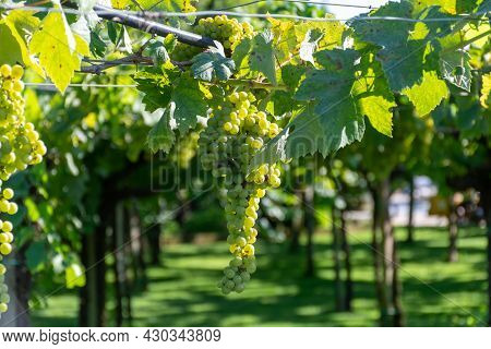 Bunches Of White Wine Muscat Grapes Ripening On Vineyards Near Terracina, Lazio, Italy