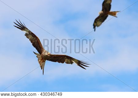 A Pair Of Red Kites In Flight