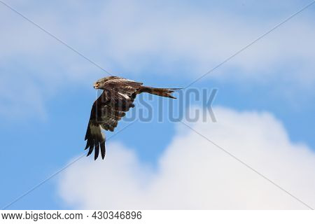 A Red Kite Calling Whilst In Flight