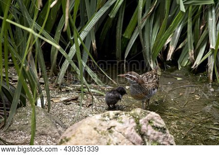 The Buff Banded Rail And Chick In Water