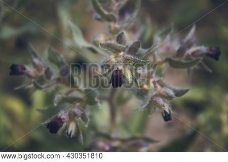Brown Nonea. Nonea Pulla. Honey Plant. Selective Focus.