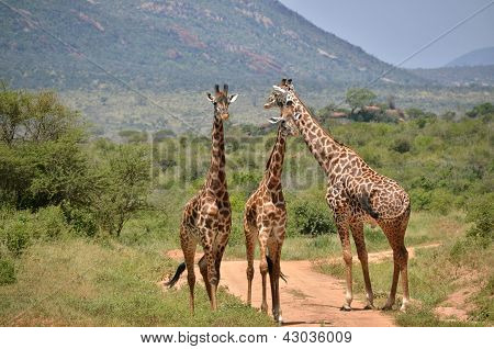 Giraffs