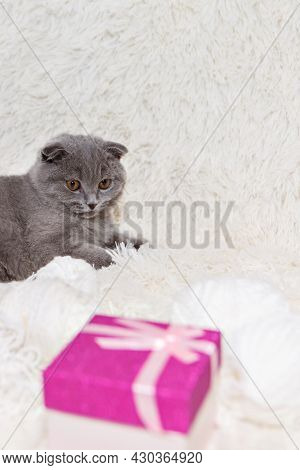 A Lop-eared Scottish Cat And A Gift Box. An Animal On A White Background. Entertainment For Pets